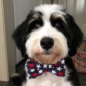 Franz Furwig